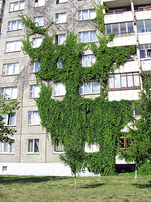 Здание обвитое плющом в городе Новополоцк
