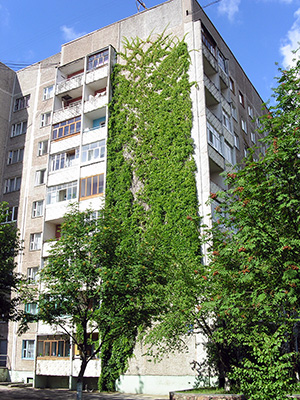 Здание обвитое плющом в городе Новополоцк