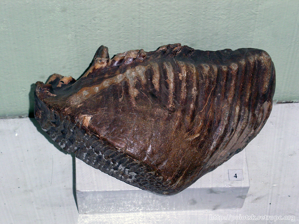 Зуб мамонта в Краеведческом музее города Полоцка