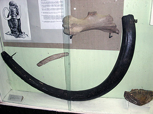 Кости мамонта в Краеведческом музее города Полоцка